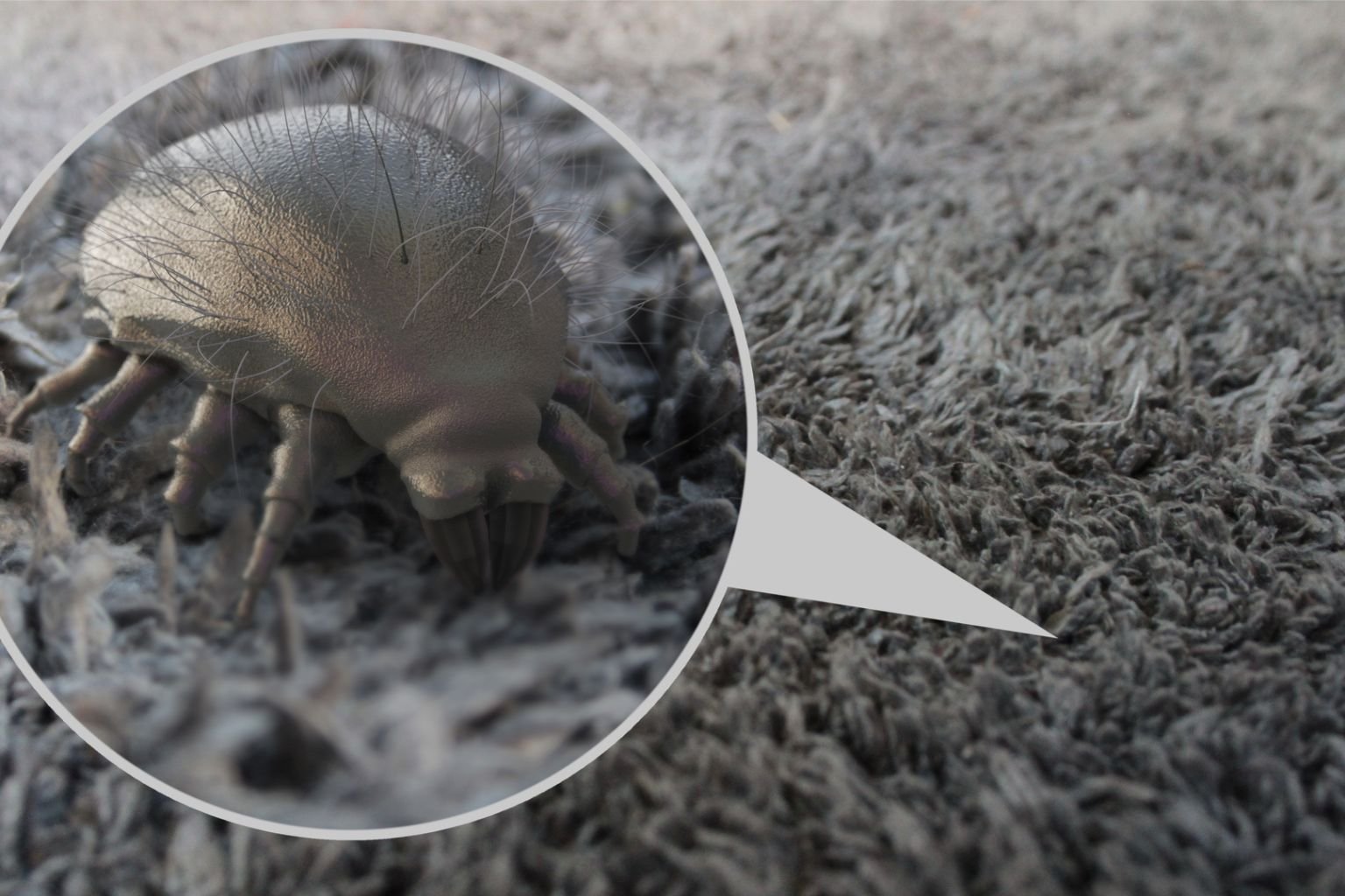 Ilustração microscópica de um ácaro do pó ampliado em círculo, com corpo peludo e pernas, sobre uma superfície fibrosa de tecido ou carpete, destacando ácaros e fungos como causadores comuns de alergias em ambientes domésticos.
