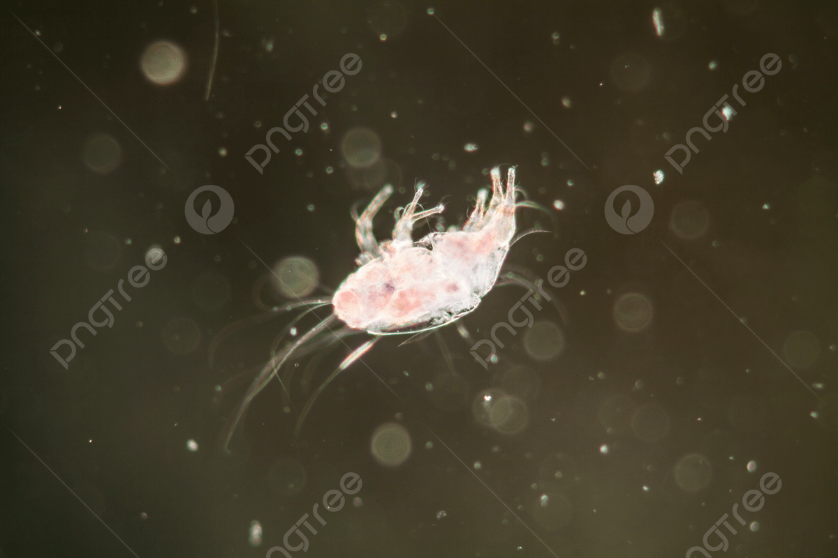 ácaros Da Poeira Doméstica Sob O Microscópio 100x ácaros ...